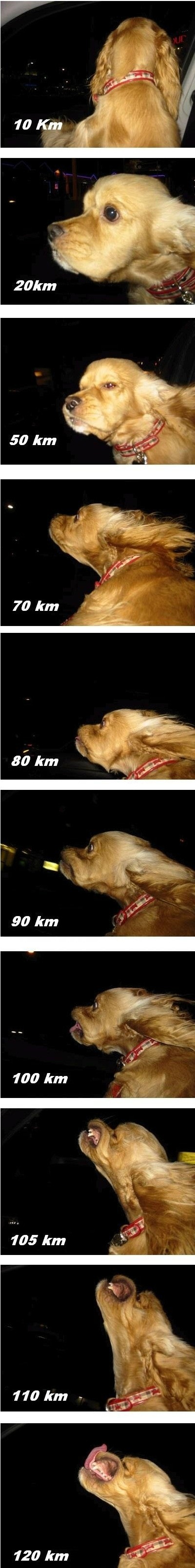high-speed-doggy